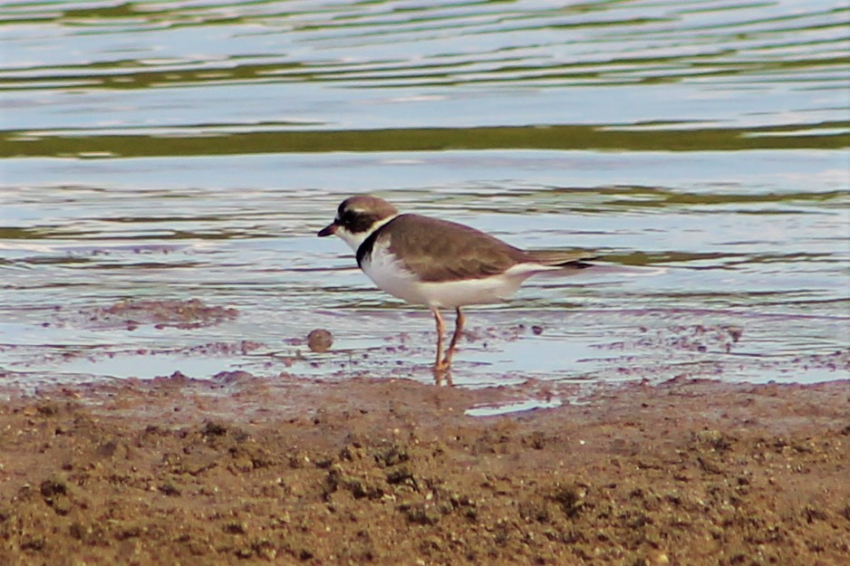 Semipalmated Plover - Derrick  Hill