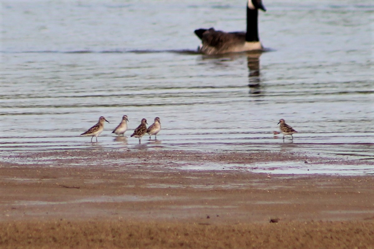 Least Sandpiper - Derrick  Hill