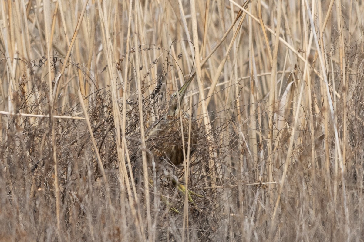 American Bittern - ML156959491
