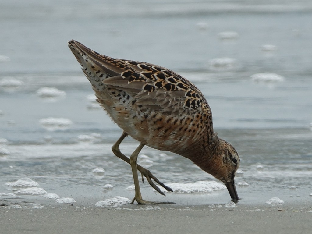 Short-billed Dowitcher (caurinus) - Lisa Hug