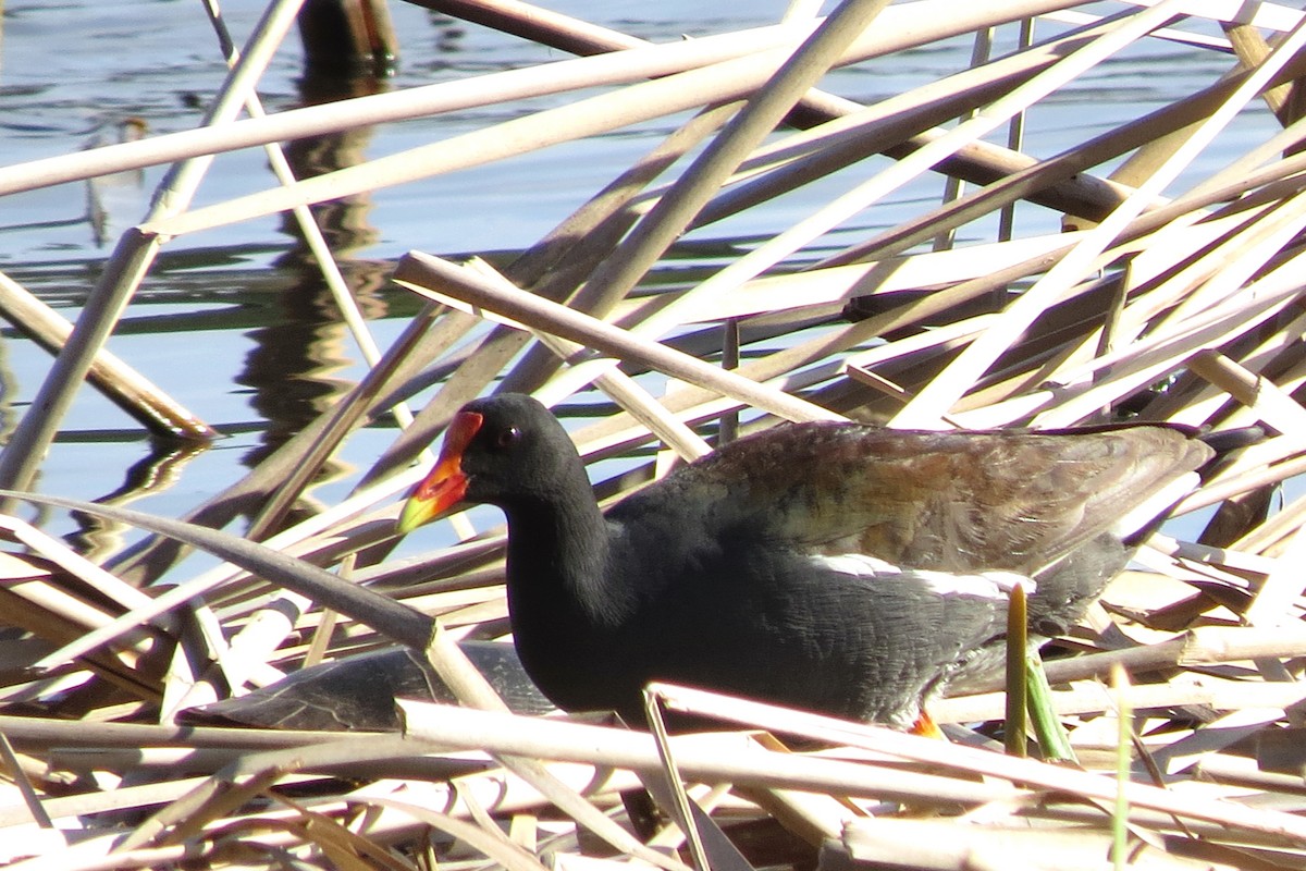 Common Gallinule - ML156960091