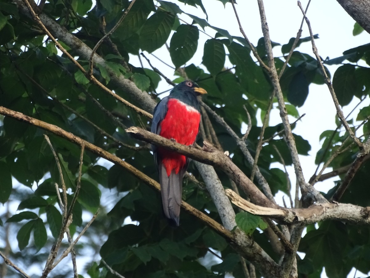 Trogon d'Équateur - ML156961991