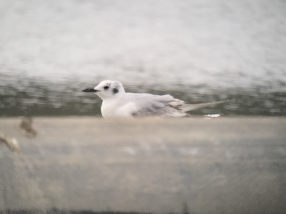 Bonaparte's Gull - ML156963521