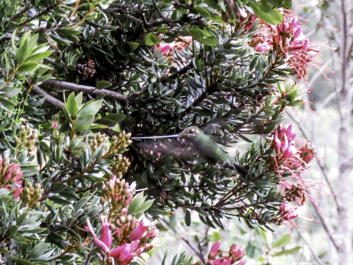 Sword-billed Hummingbird - Fernando Ortiz