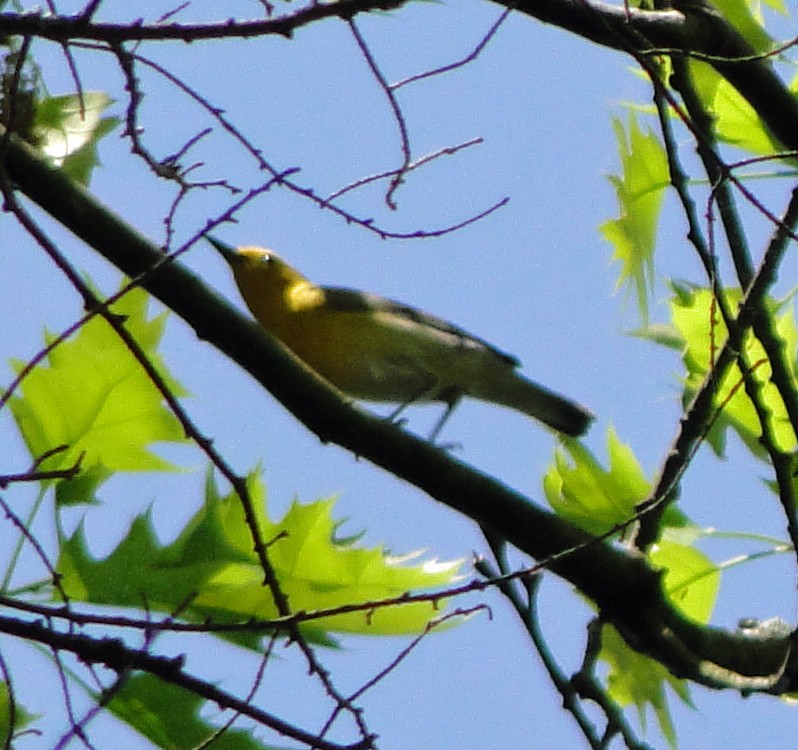 Prothonotary Warbler - ML156964811