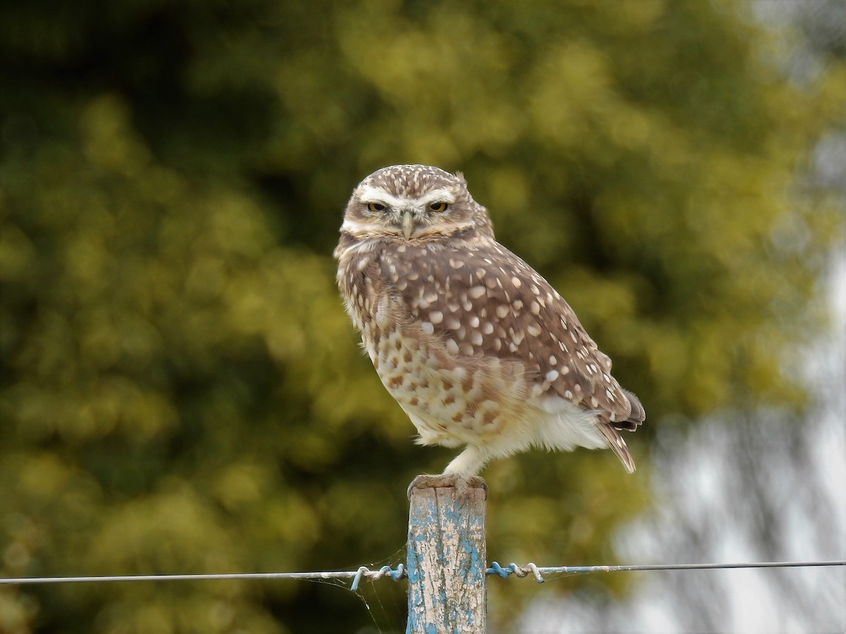 Burrowing Owl - ML156965181