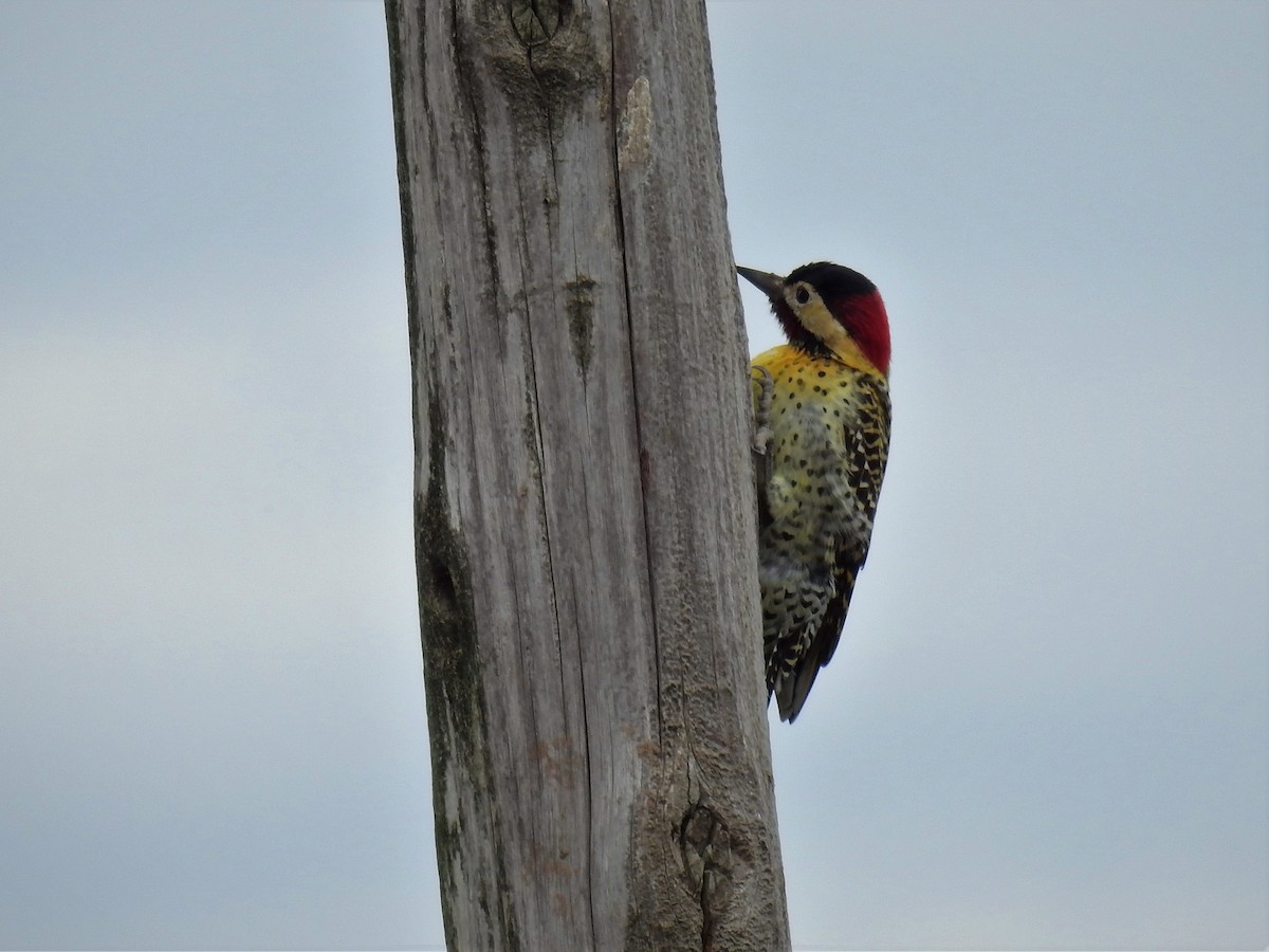 Green-barred Woodpecker - ML156965221