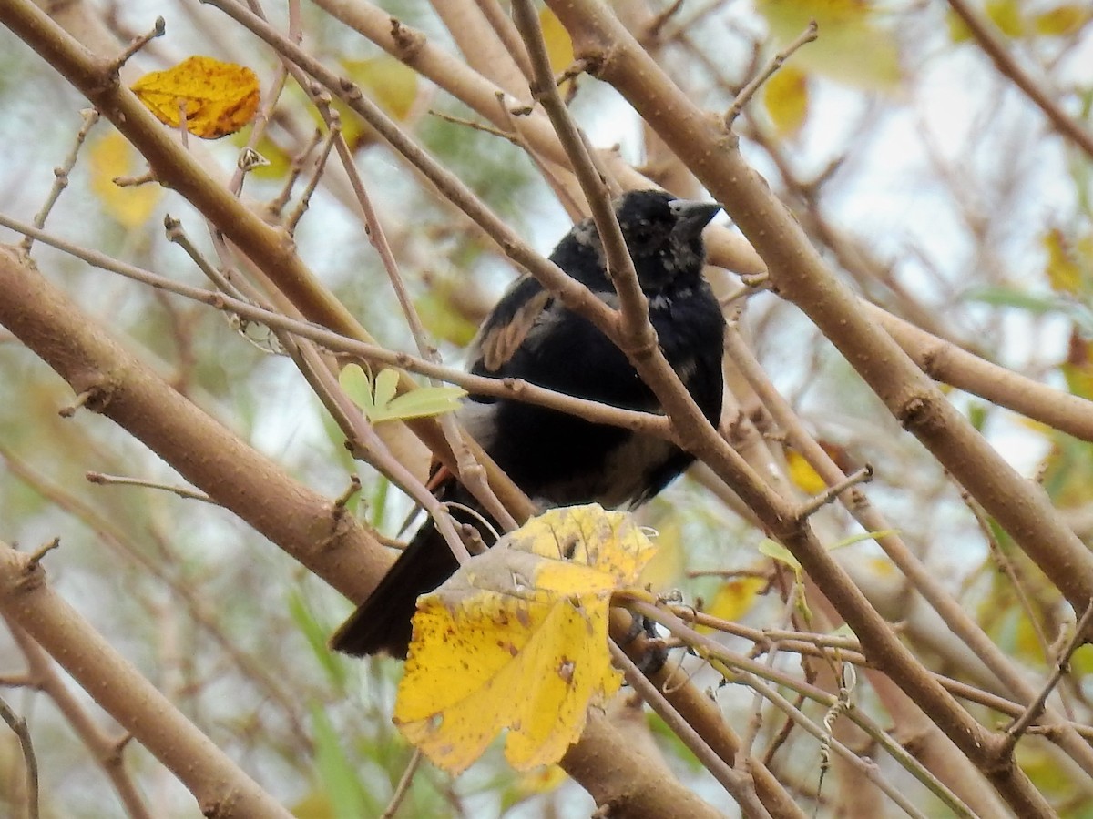 Screaming Cowbird - ML156965331
