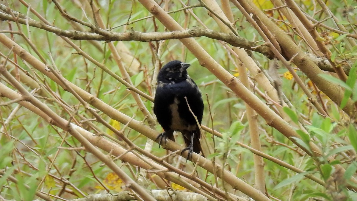Screaming Cowbird - ML156965341