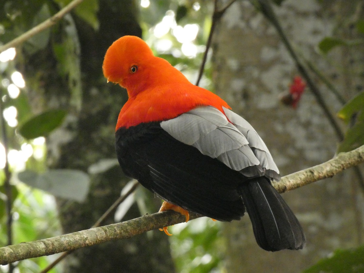 Andean Cock-of-the-rock - Luis G Restrepo