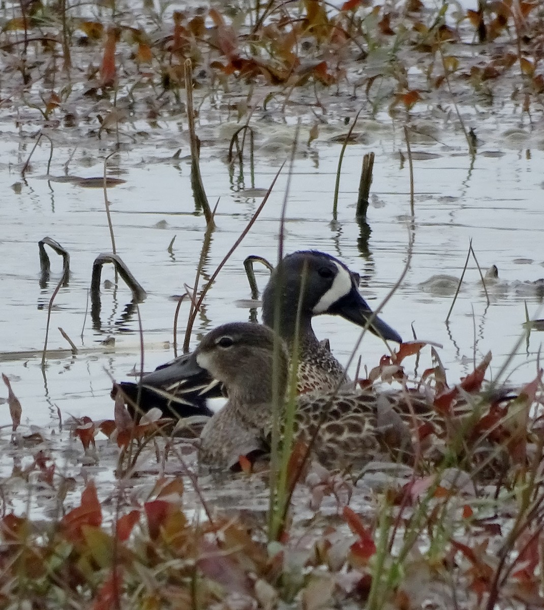Blue-winged Teal - ML156966071