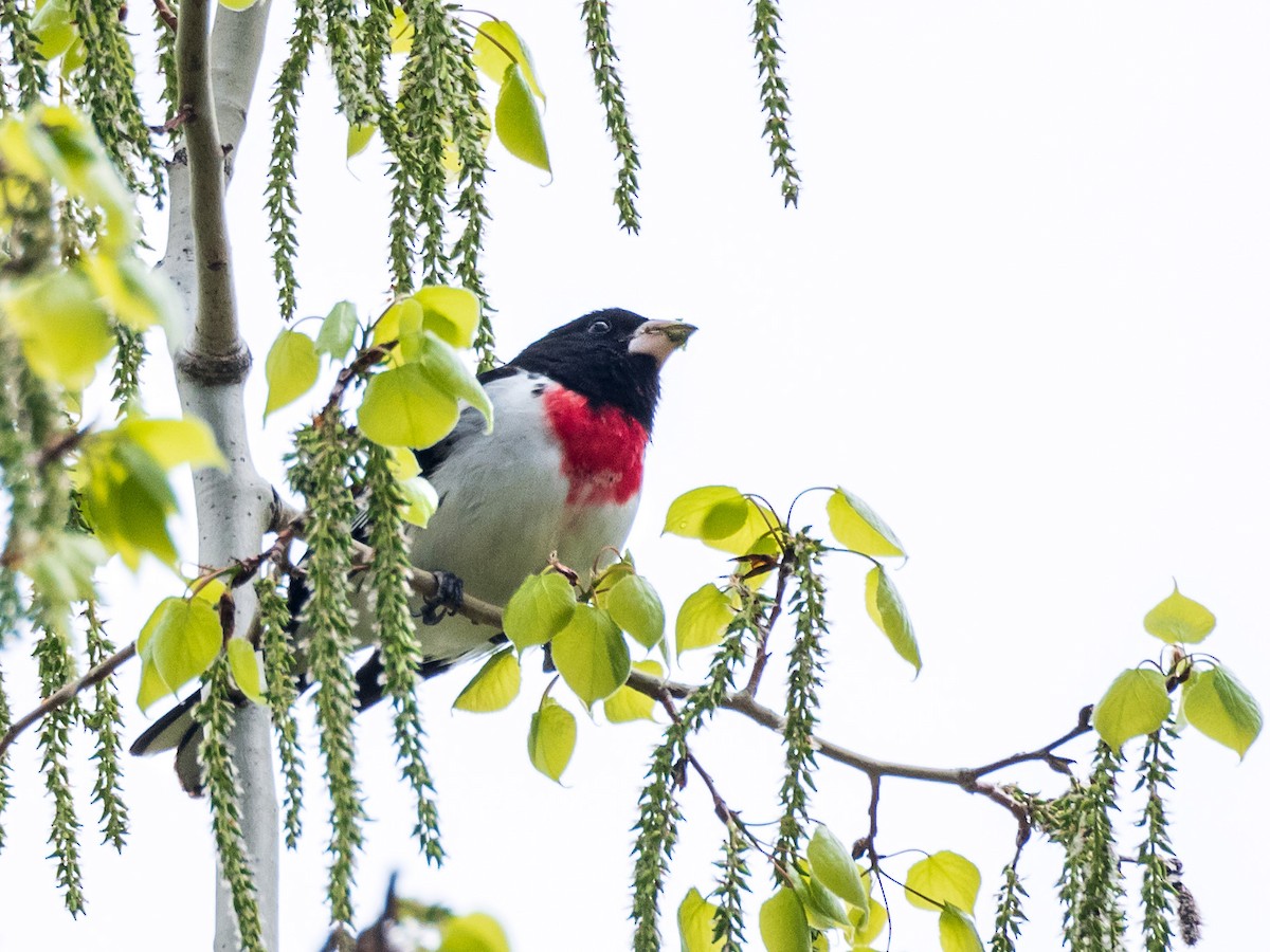 Rose-breasted Grosbeak - Danielle  A