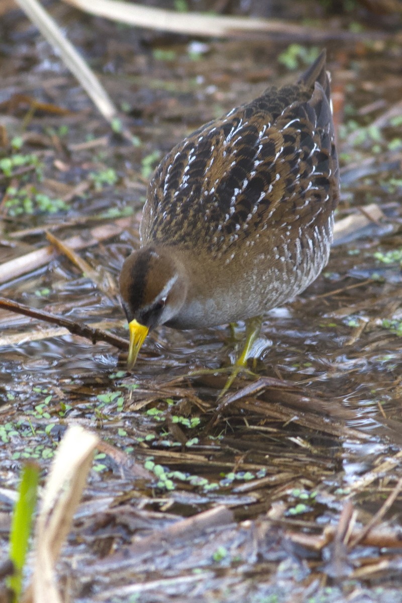 Polluela Sora - ML156967041