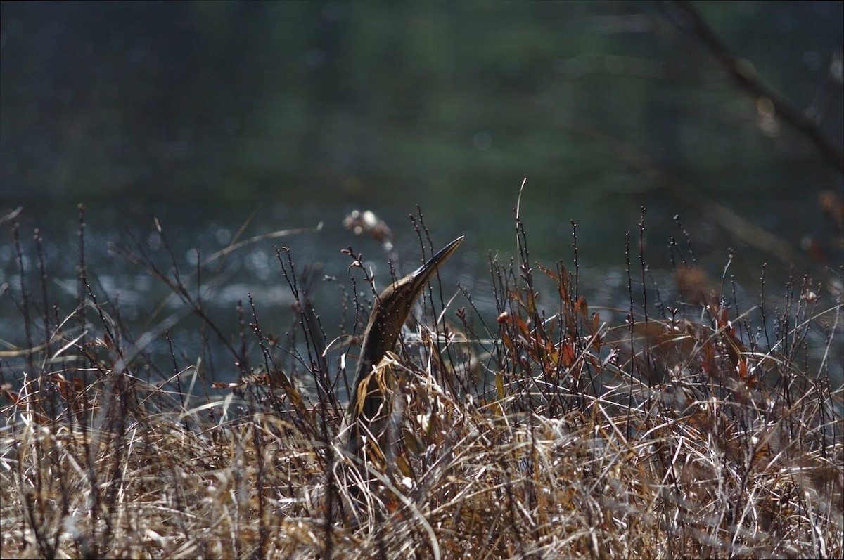 American Bittern - ML156968891