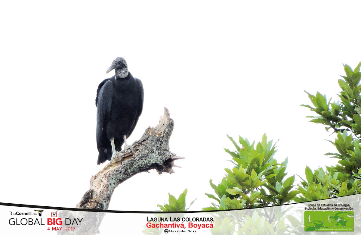 Black Vulture - Andrea Sanabria Totaitive