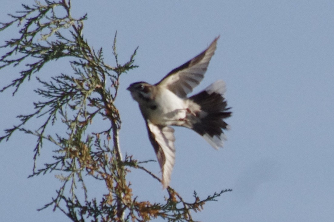 Lark Sparrow - ML156970221