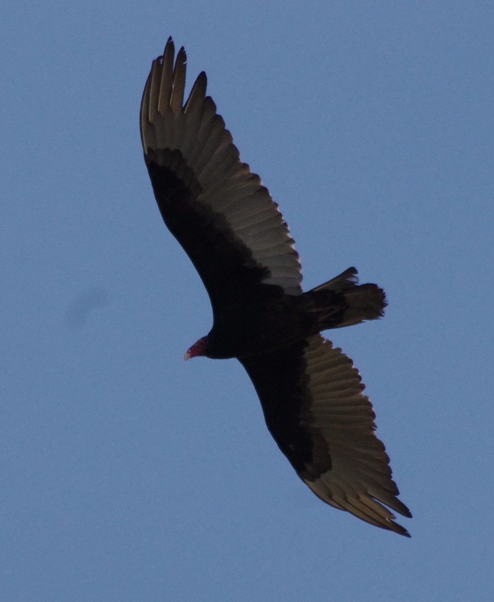 Turkey Vulture - ML156970821