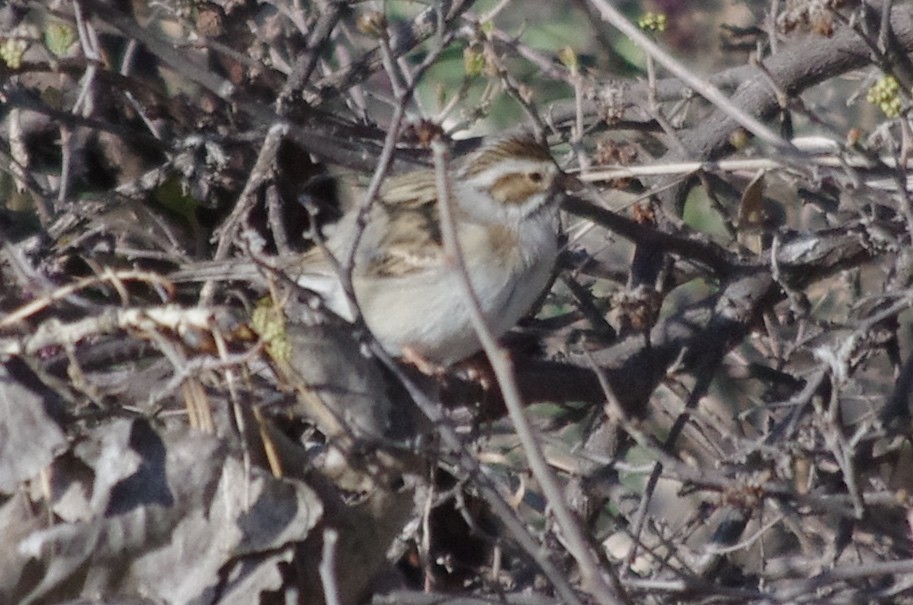 Clay-colored Sparrow - ML156971211