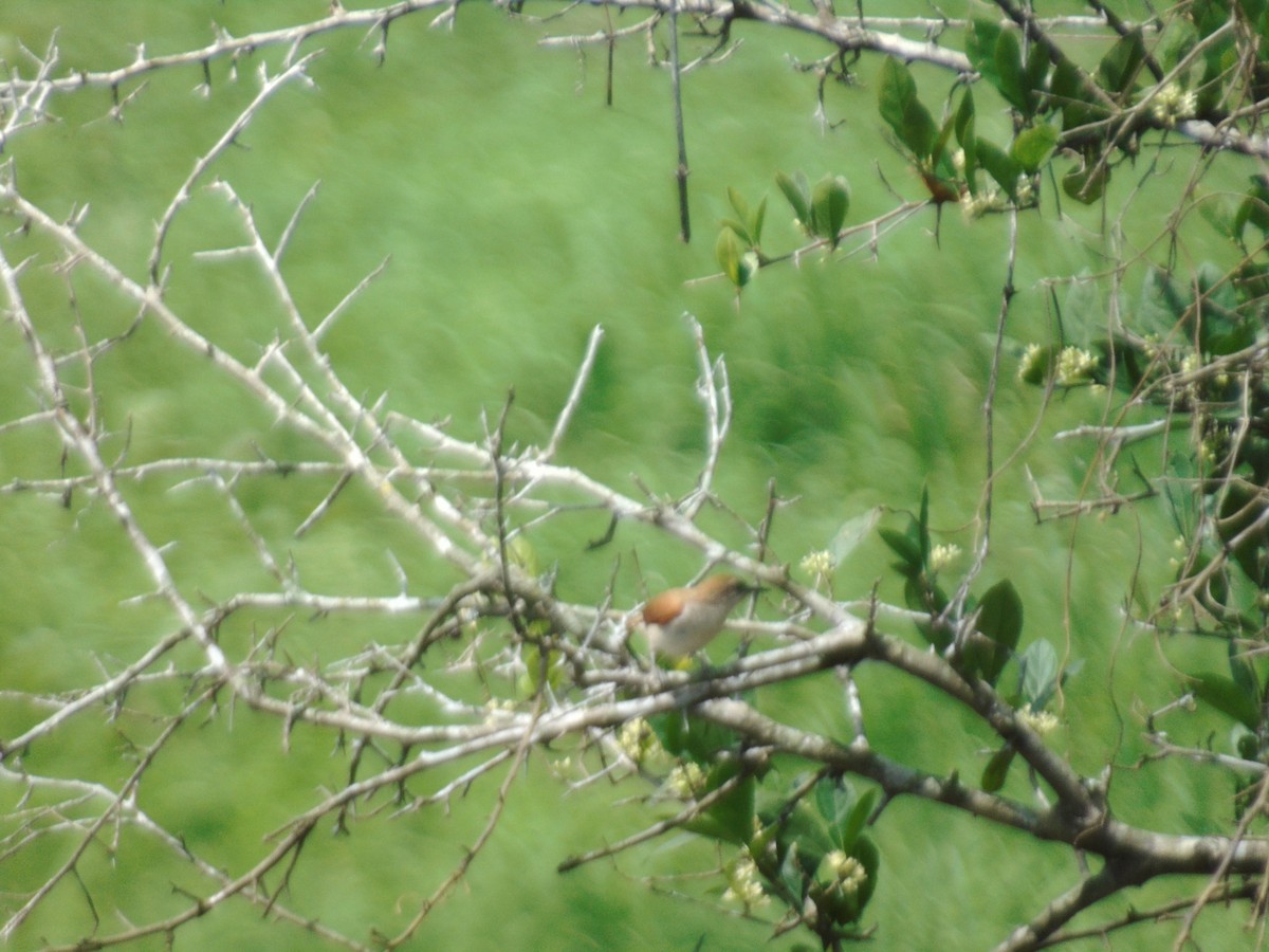 Yellow-chinned Spinetail - ML156971531