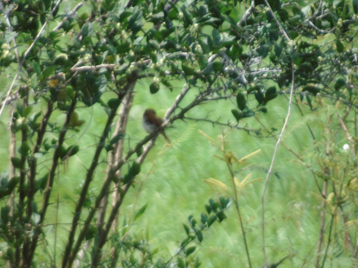Yellow-chinned Spinetail - ML156971571