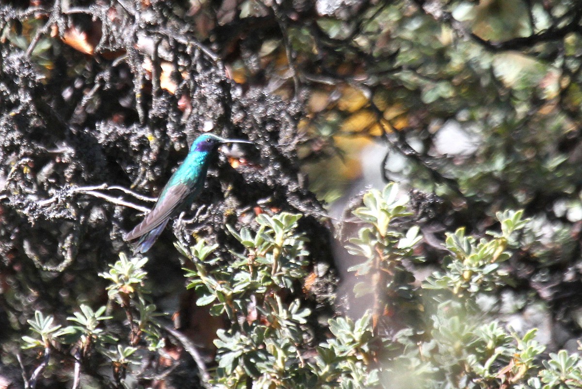 Colibrí Rutilante - ML156972231