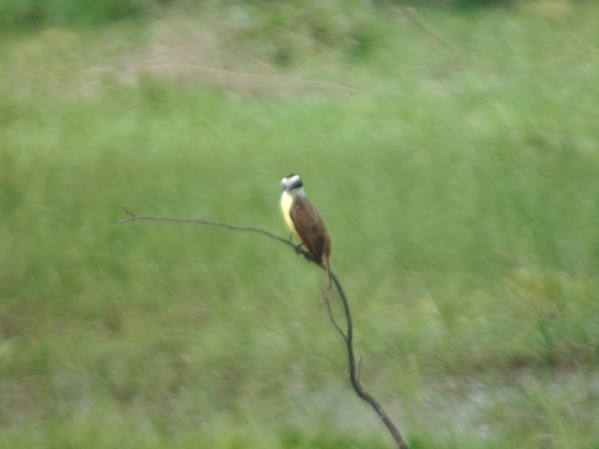 Great Kiskadee - ML156974211