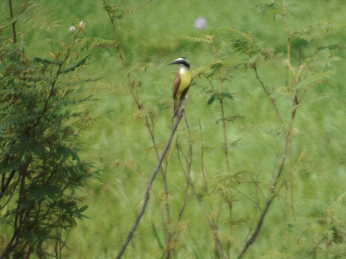 Great Kiskadee - ML156974291