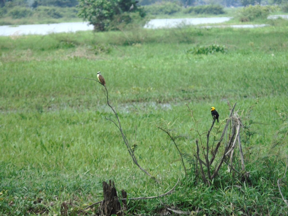 Great Kiskadee - ML156974441