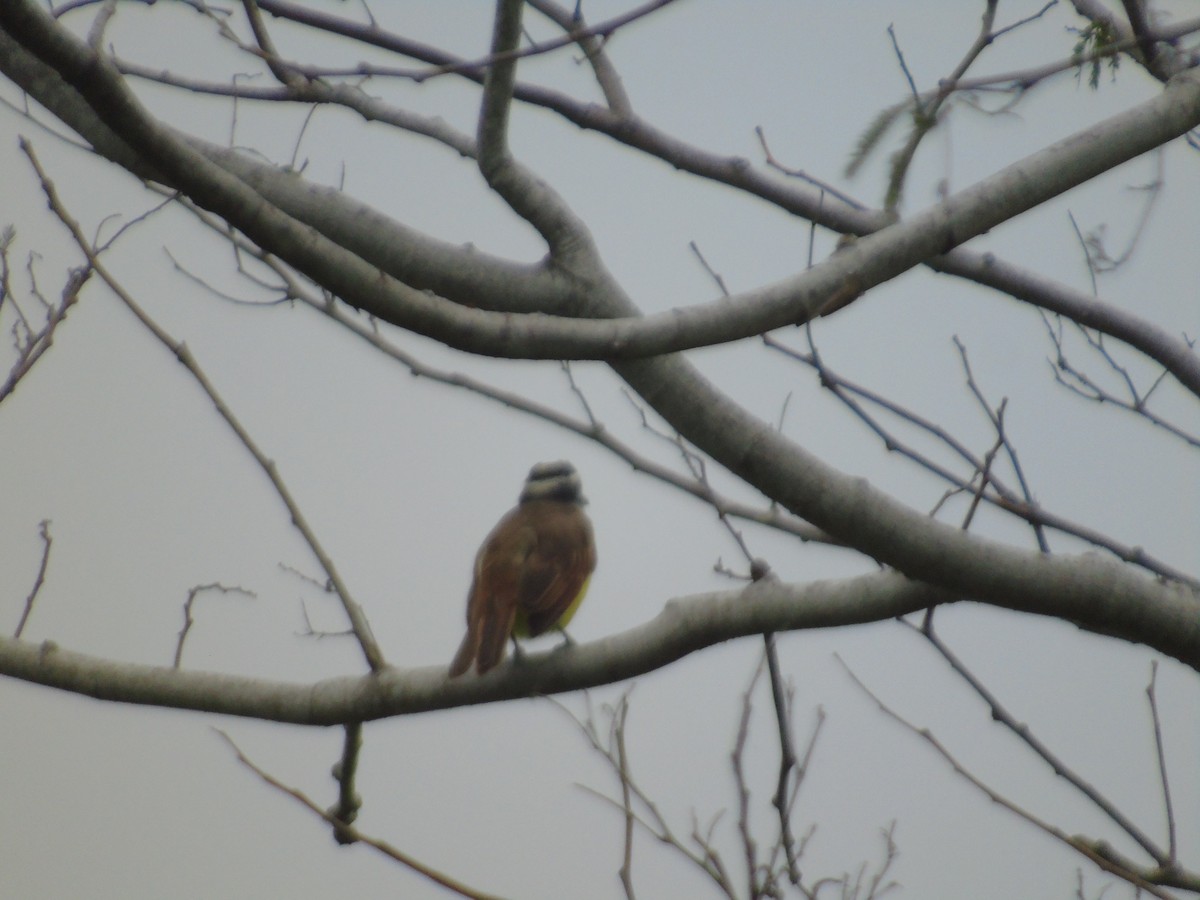 Great Kiskadee - ML156974641