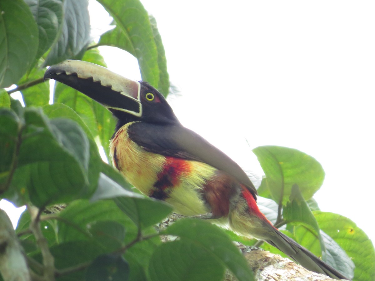 Collared Aracari - sandra Milena Gil Martínez