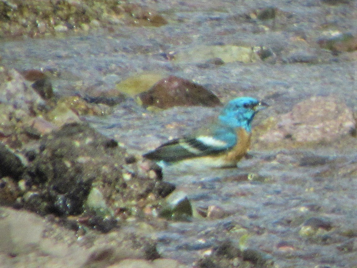 Lazuli Bunting - ML156976701