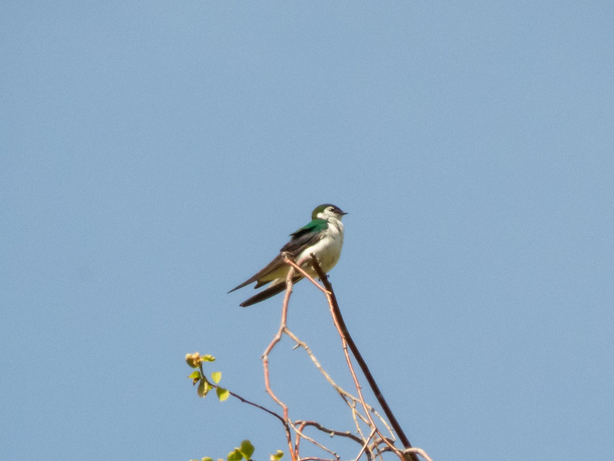 Violet-green Swallow - Jason Alexander