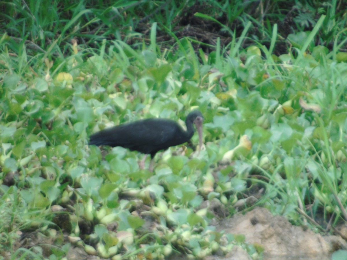 Bare-faced Ibis - ML156976801