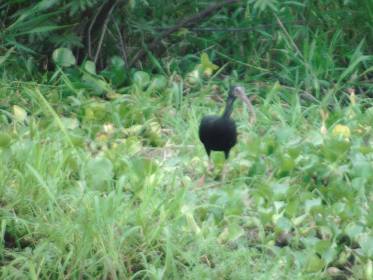Bare-faced Ibis - ML156976901