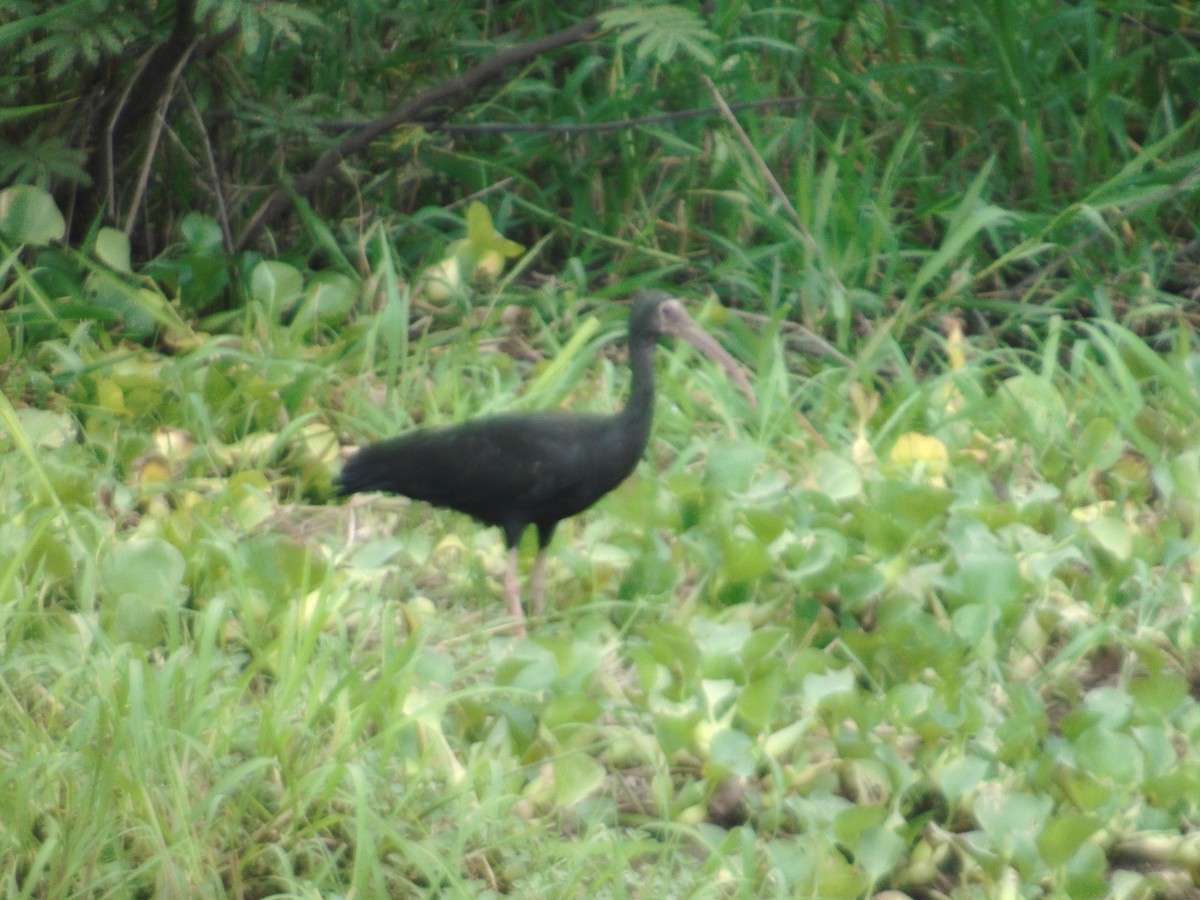 Bare-faced Ibis - ML156977061