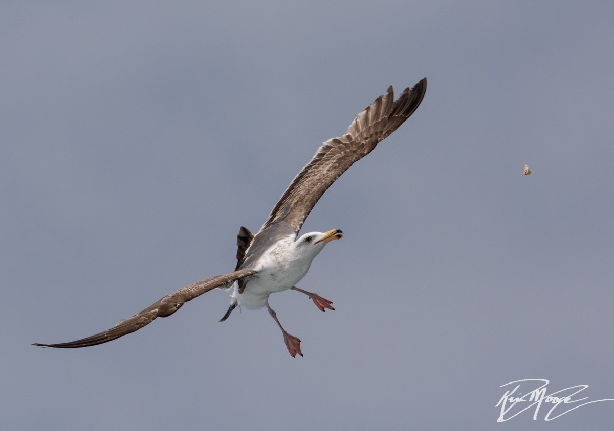 Western Gull - Kim Moore