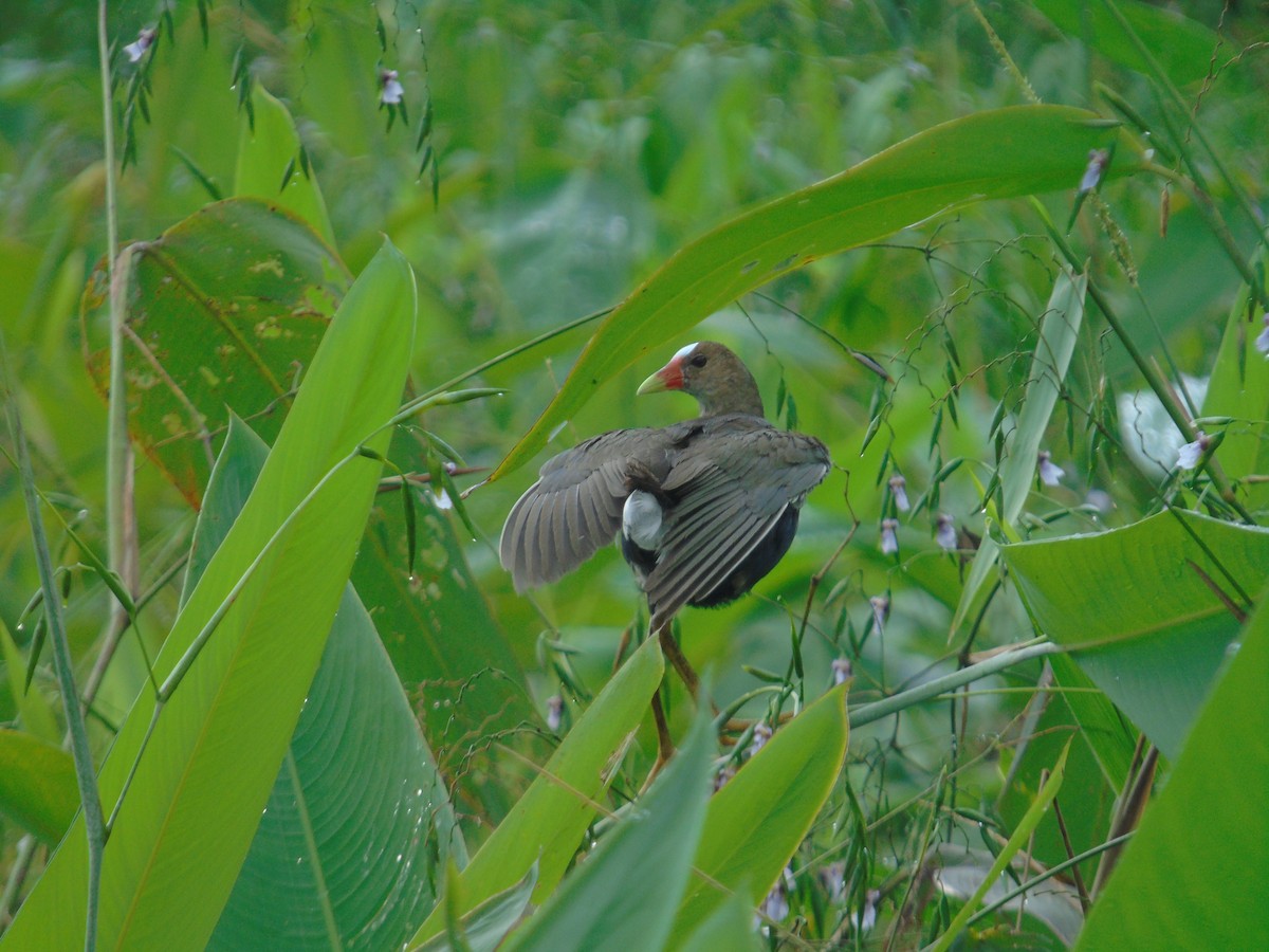 Purple Gallinule - Elkin Montoya