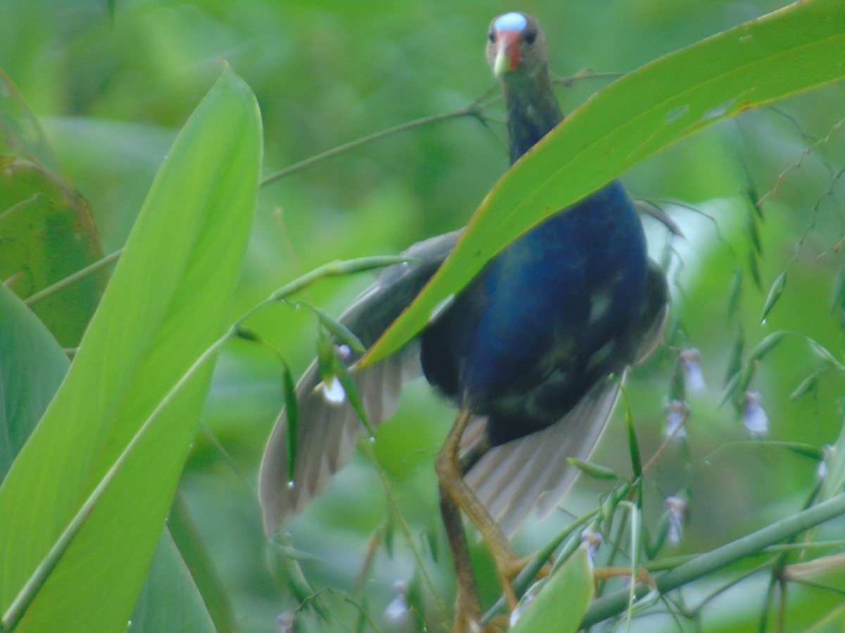 Purple Gallinule - ML156980501