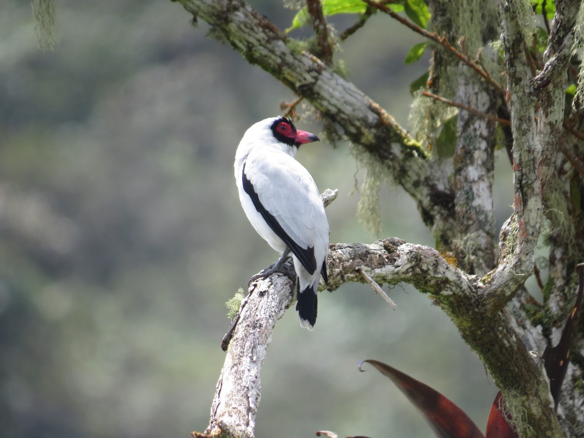 Masked Tityra - sandra Milena Gil Martínez