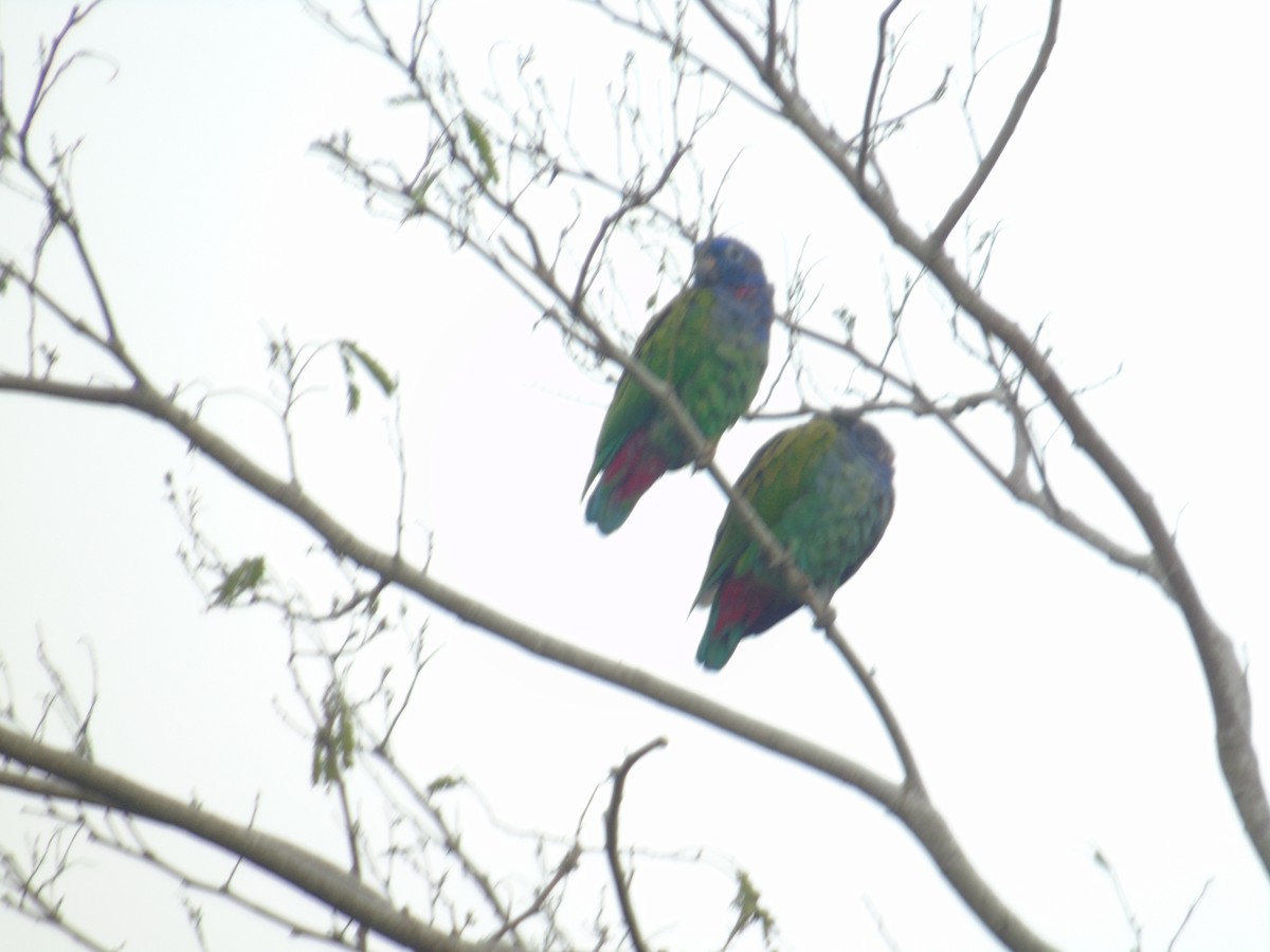 Blue-headed Parrot - ML156980871
