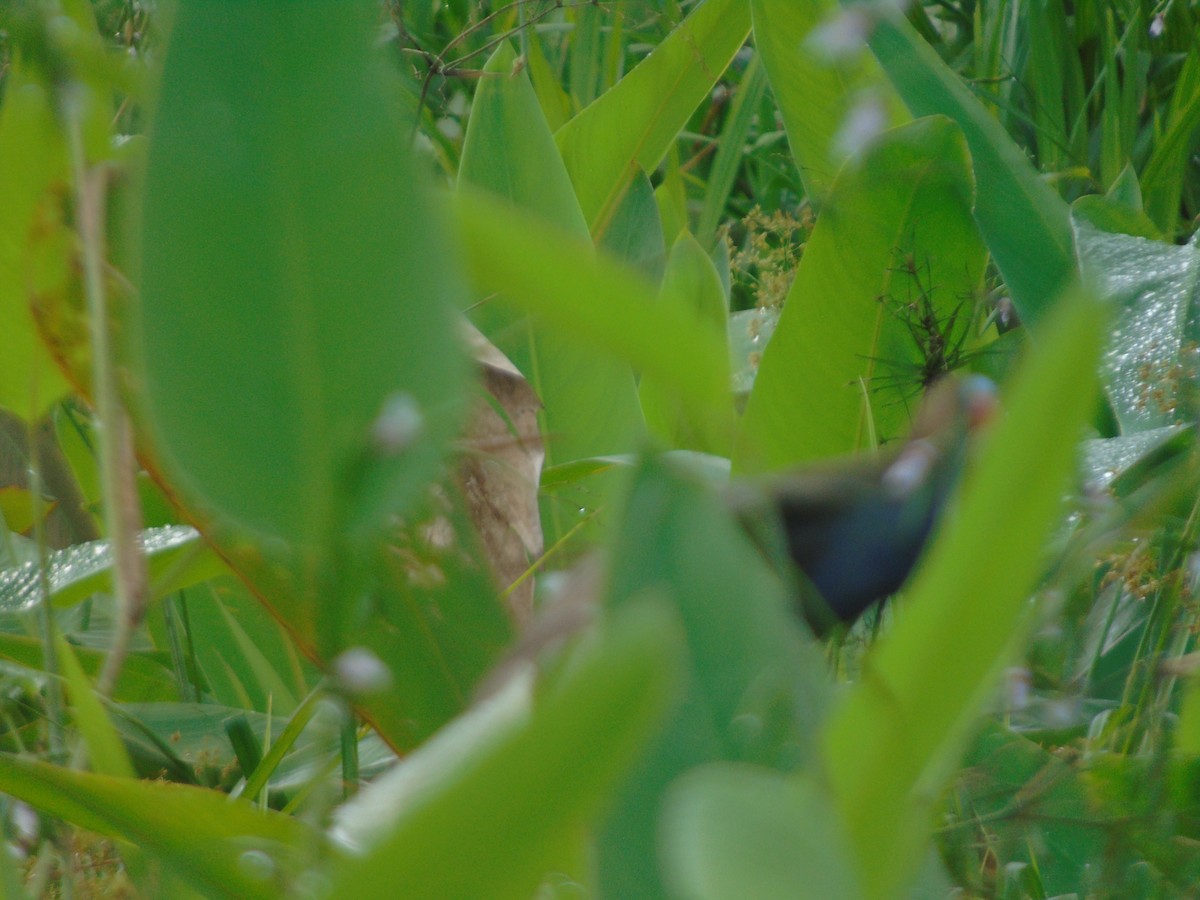 Purple Gallinule - ML156980901