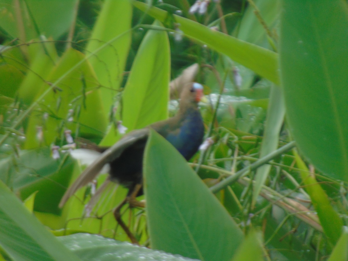 Purple Gallinule - ML156980981