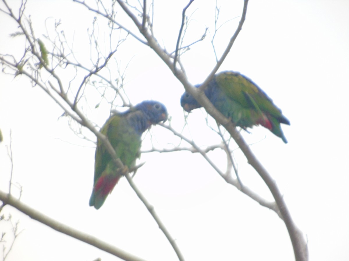 Blue-headed Parrot - ML156981251