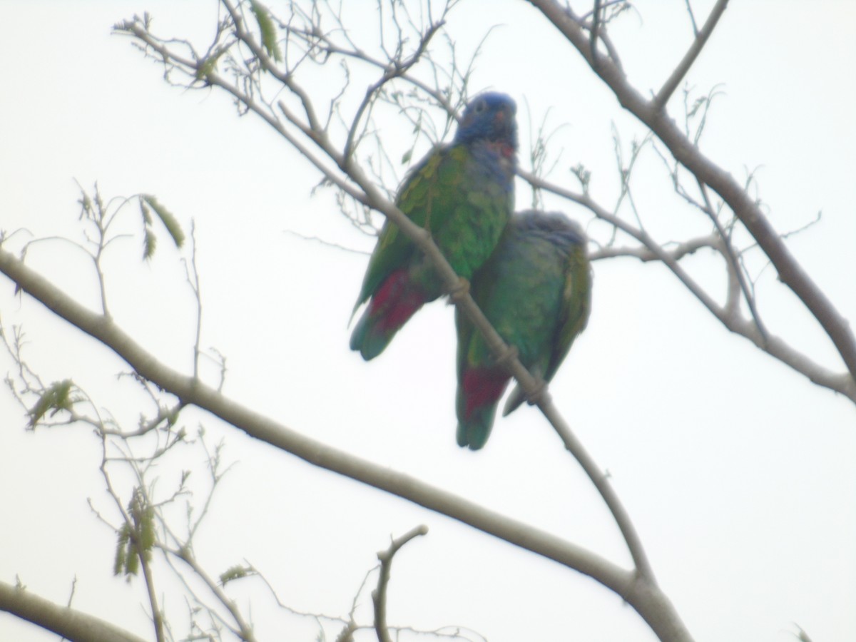 Blue-headed Parrot - ML156981431