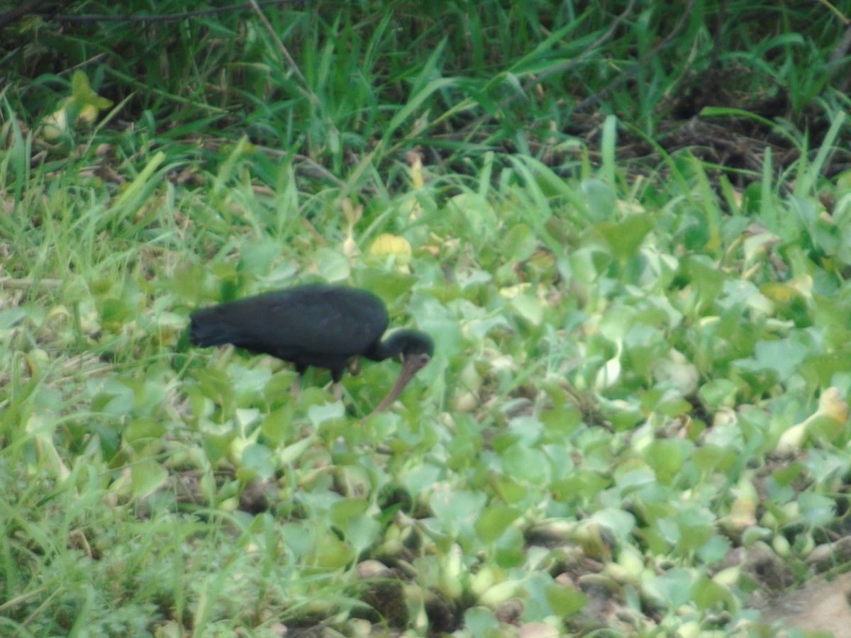 Bare-faced Ibis - ML156981551
