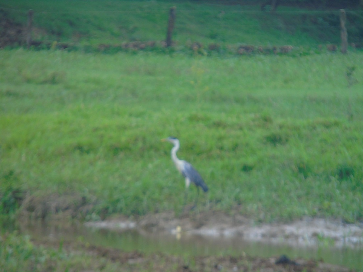 Cocoi Heron - ML156981591