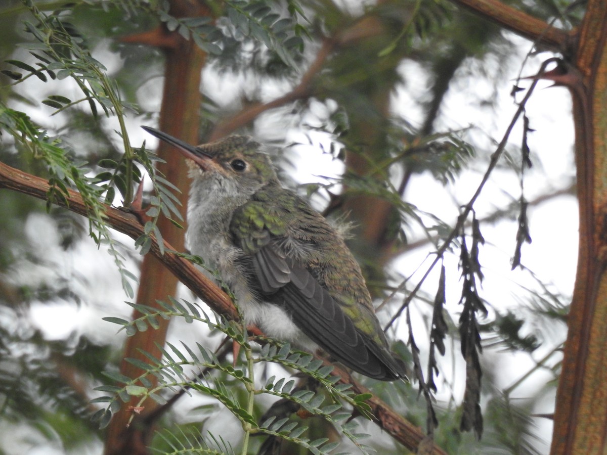 White-bellied Hummingbird - ML156982351