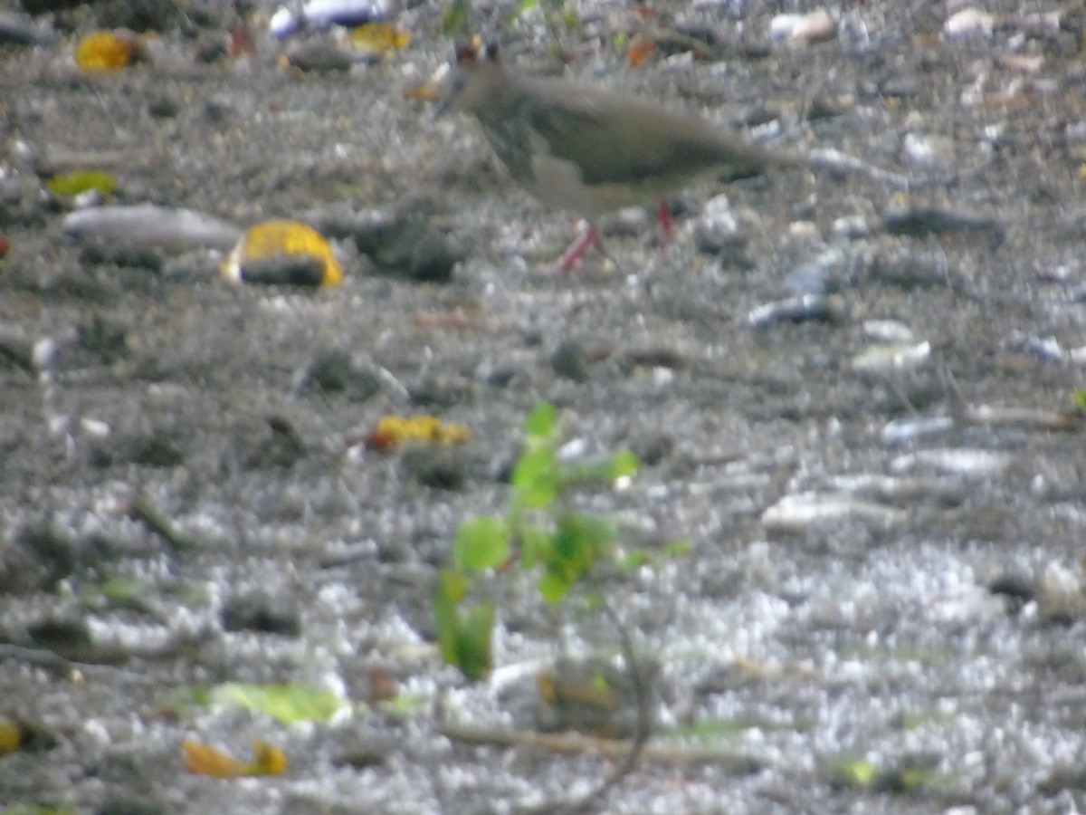 White-tipped Dove - ML156982951