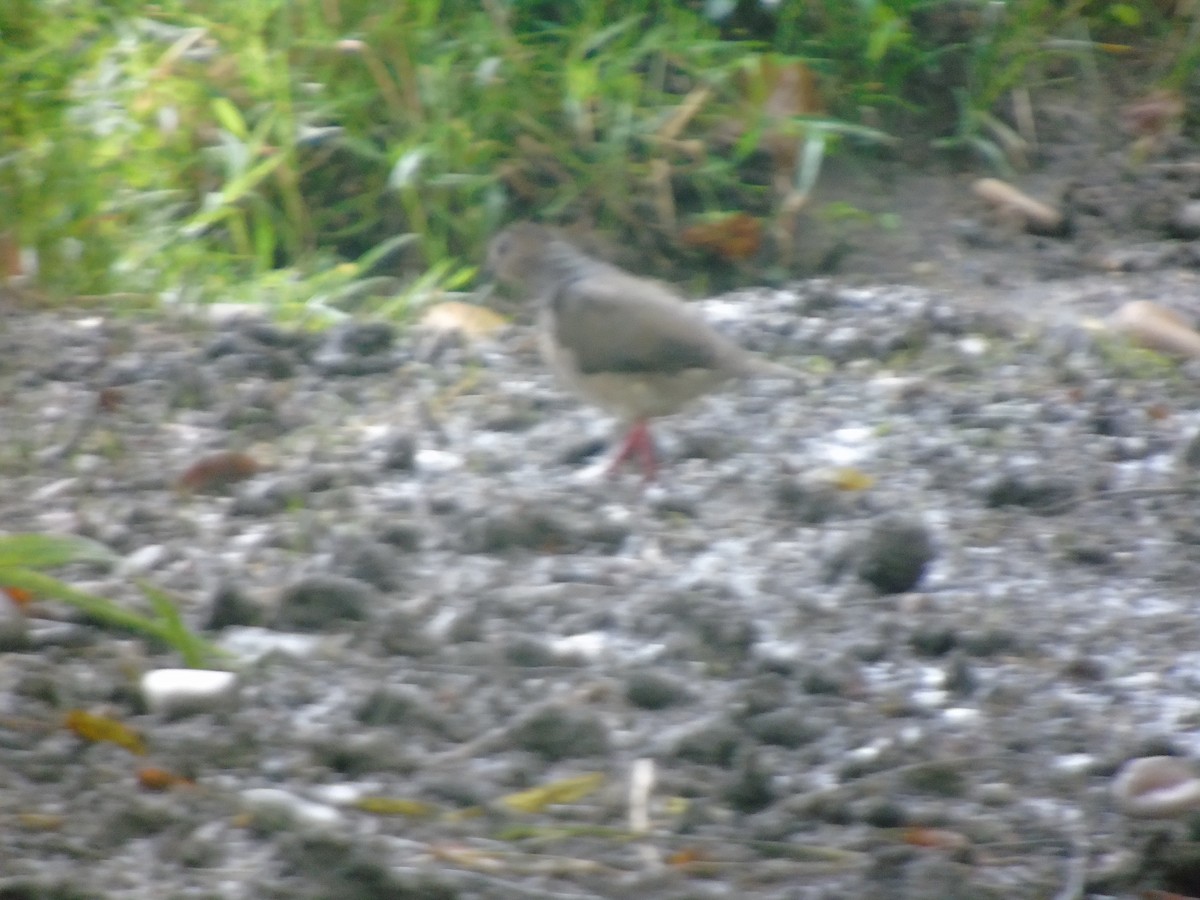 White-tipped Dove - ML156982971