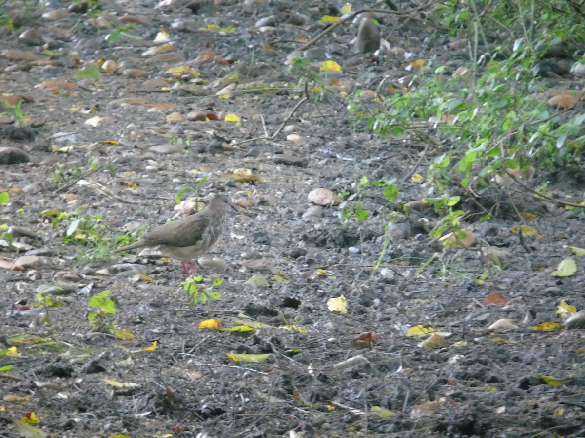 White-tipped Dove - ML156983001